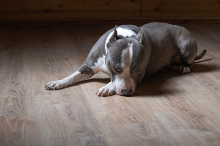 Portrait of a beautiful purebred Staffordshire Terrier in a studio in a low key.の写真素材