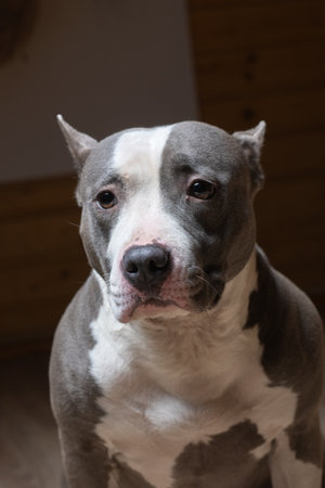 Portrait of a beautiful purebred Terrier in a studio in a low key.の写真素材