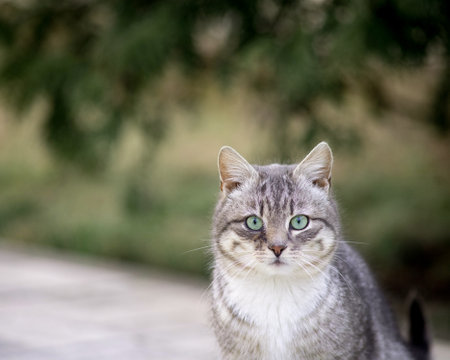 Beautiful mixed breed cat outdoors.の写真素材