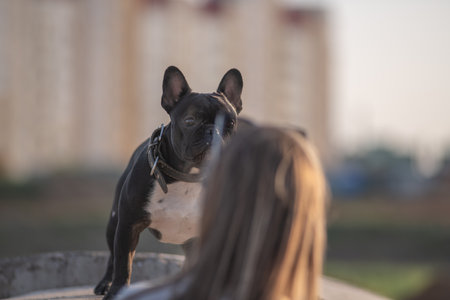 Beautiful purebred French Bulldog on a walk in spring.の写真素材