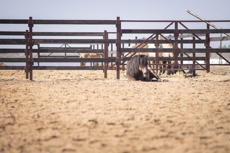 A beautiful thoroughbred horse grazing in a pasture.の写真素材