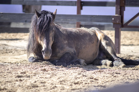 A horse resting in the sand.の写真素材