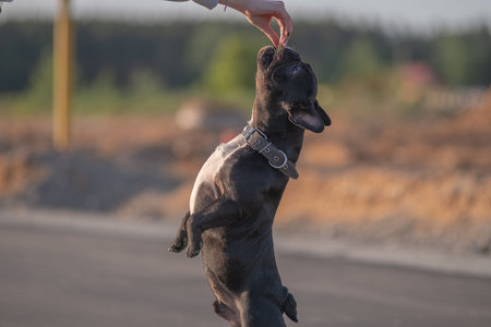 Beautiful purebred French Bulldog on a walk in spring.の写真素材