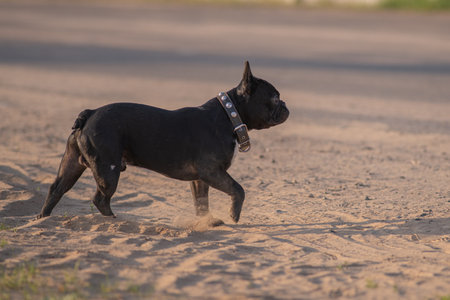 Beautiful purebred French Bulldog on a walk in spring.の写真素材