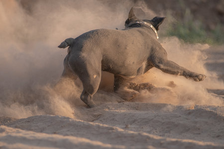 Beautiful purebred French Bulldog.の写真素材