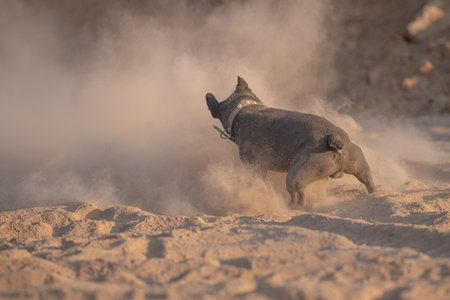 Beautiful purebred French Bulldog on a walk in spring.の写真素材