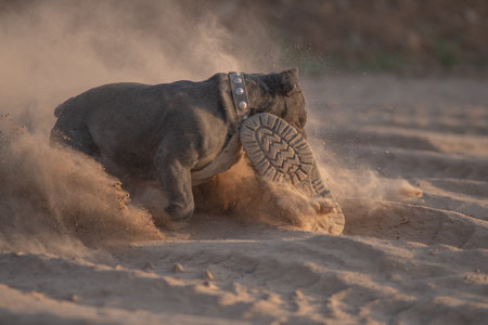 Beautiful purebred dog on a walk in spring.の写真素材