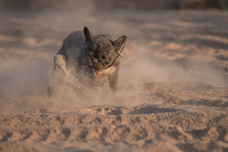 Beautiful purebred French Bulldog.の写真素材