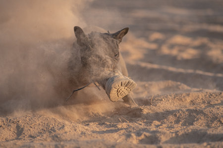 Beautiful purebred dog on a walk in spring.の写真素材