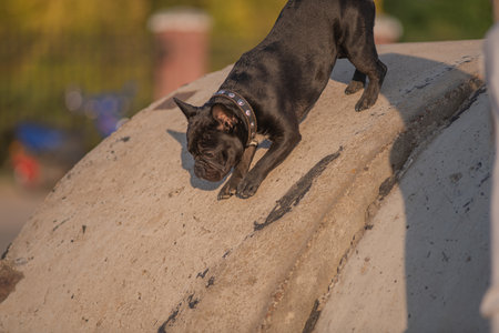 Beautiful purebred French Bulldog on a walk in spring.の写真素材