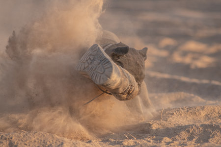 Beautiful purebred French Bulldog.の写真素材