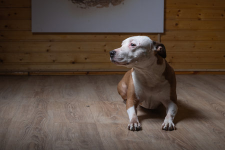 Portrait of a beautiful purebred Staffordshire Terrier in a studio in a low key.の写真素材
