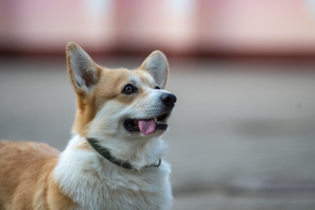 Beautiful purebred corgi on a walk in the summer.の写真素材
