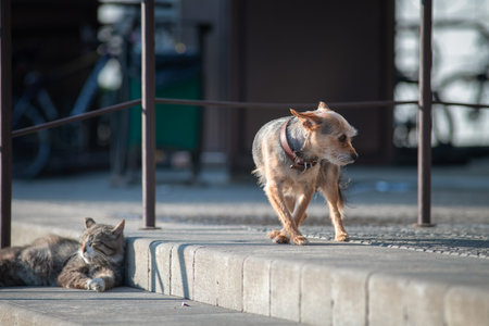 Beautiful mixed breed dog outdoors.の写真素材