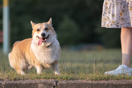 Beautiful purebred corgi on a walk in the summer.の写真素材