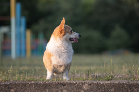 Beautiful purebred corgi on a walk in the summer.の写真素材