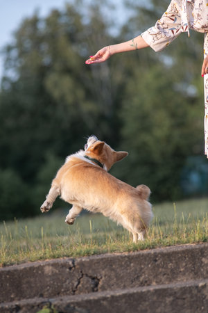 Beautiful purebred corgi on a walk in the summer.の写真素材
