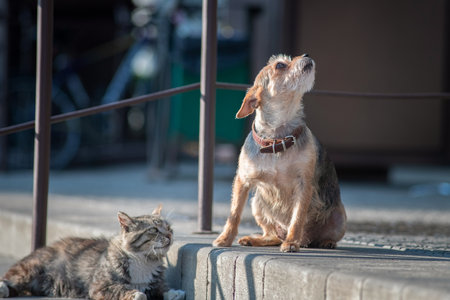 Beautiful mixed breed cat outdoors.