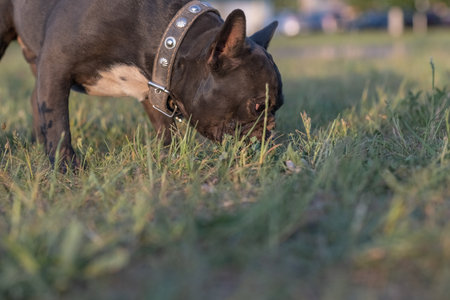 Beautiful purebred French Bulldog on a walk in spring.の写真素材