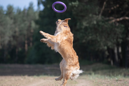 Beautiful purebred Labrador Retriever on a walk outdoors.の写真素材