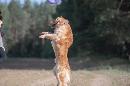 Beautiful purebred Labrador Retriever on a walk outdoors.の写真素材