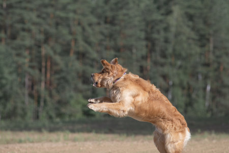 Beautiful purebred Labrador Retriever on a walk outdoors.の写真素材