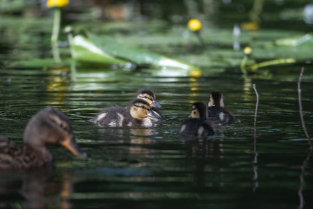 Beautiful wild ducks are swimming in the pond.の写真素材