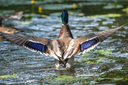 Beautiful wild ducks are swimming in the pond.の写真素材