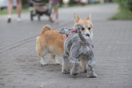 Beautiful purebred corgi on a walk in the summer.