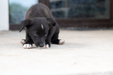 Portrait of a beautiful puppy.の写真素材