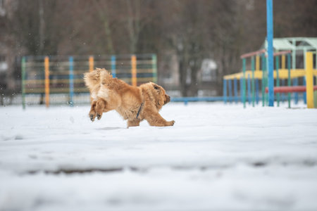 A beautiful purebred dog on a walk in the snow in winter.の写真素材