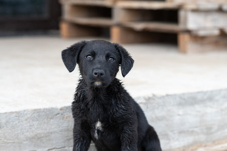 Portrait of a beautiful puppy.の写真素材