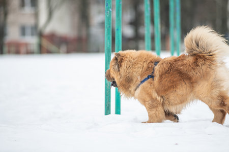 A beautiful purebred chow chow on a walk in the snow in winter.の写真素材