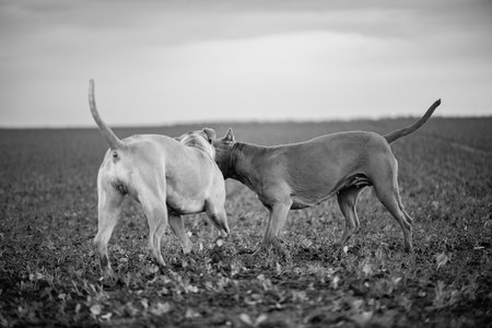 Dog on a walk in the field. Black and white photo.の写真素材