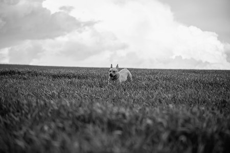 Dog runs across a field.の写真素材