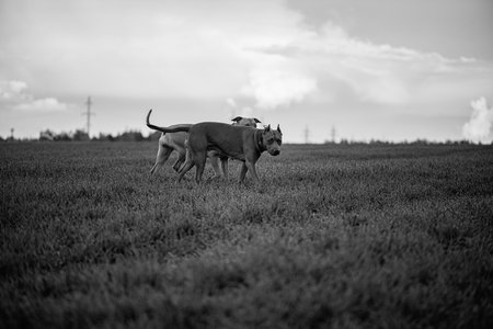 Dog on a walk in the field. Black and white photo.