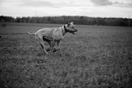American Pit Bull Terrier playing on the field.の写真素材