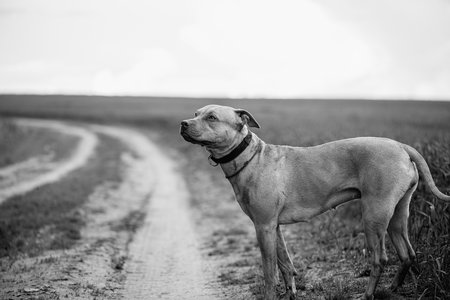 Pit Bull Terrier on a walk in the field. Black and white photo.