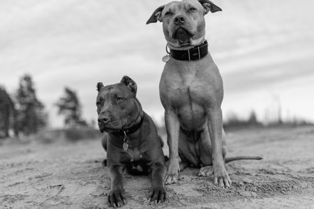 Dog on a walk in the field. Black and white photo.の写真素材
