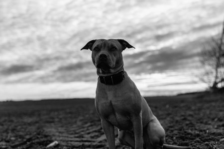 Pit Bull Terrier on a walk in the field. Black and white photo.の写真素材