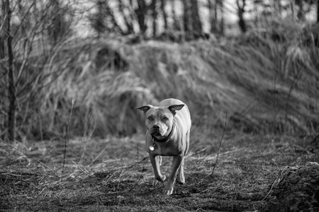 Dog on a walk in the field. Black and white photo.の写真素材