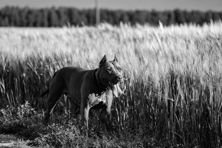 Pit Bull Terrier playing on the field.の写真素材