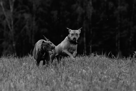 Dog on a walk in the field. Black and white photo.の写真素材