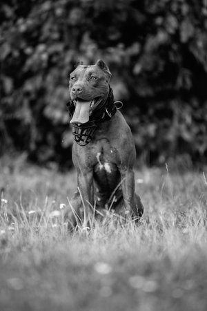 A dog sits on the grass with its tongue out.の写真素材