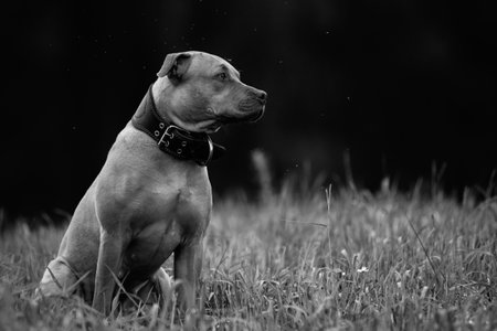 Dog on a walk in the field. Black and white photo.の写真素材
