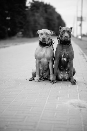 Dogs on a walk. Black and white photo.の写真素材