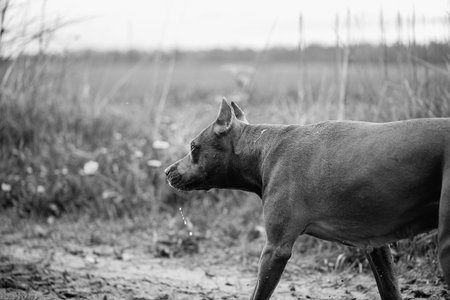 Pit Bull Terrier on a walk in the field. Black and white photo.の写真素材