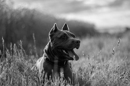 Pit Bull Terrier runs across an autumn field.の写真素材