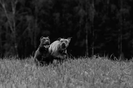 Dogs playing on the field.