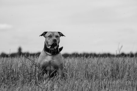 Pit Bull Terrier playing on the field.の写真素材